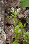 Woodland stonecrop